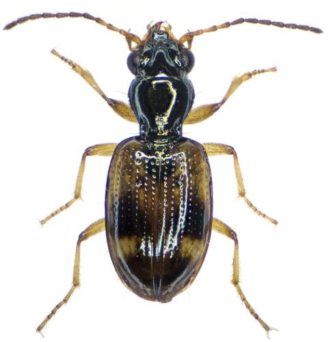 Bembidion articulatum